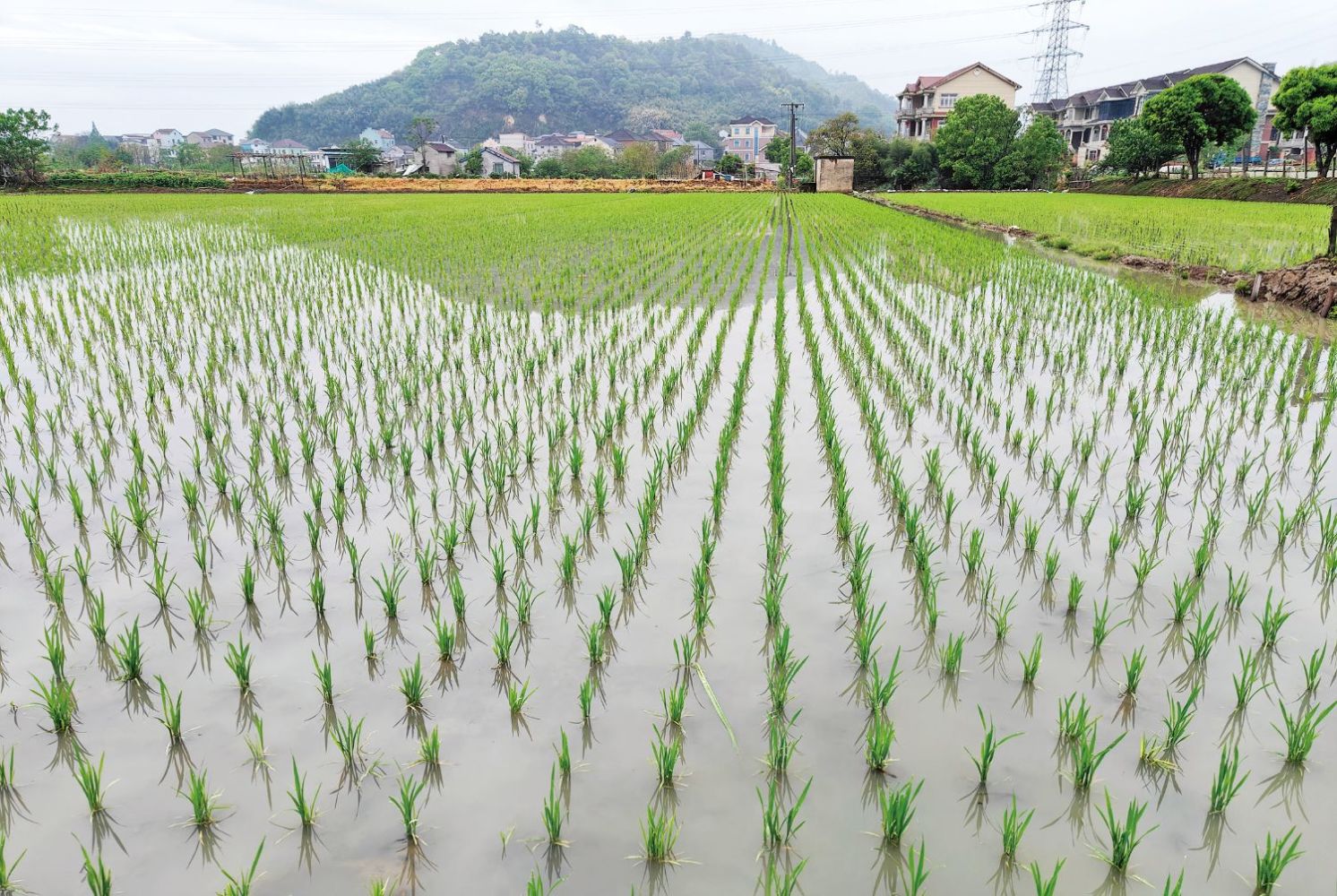 全市早稻播種達(dá)7萬畝，技術(shù)推廣助力農(nóng)業(yè)增效